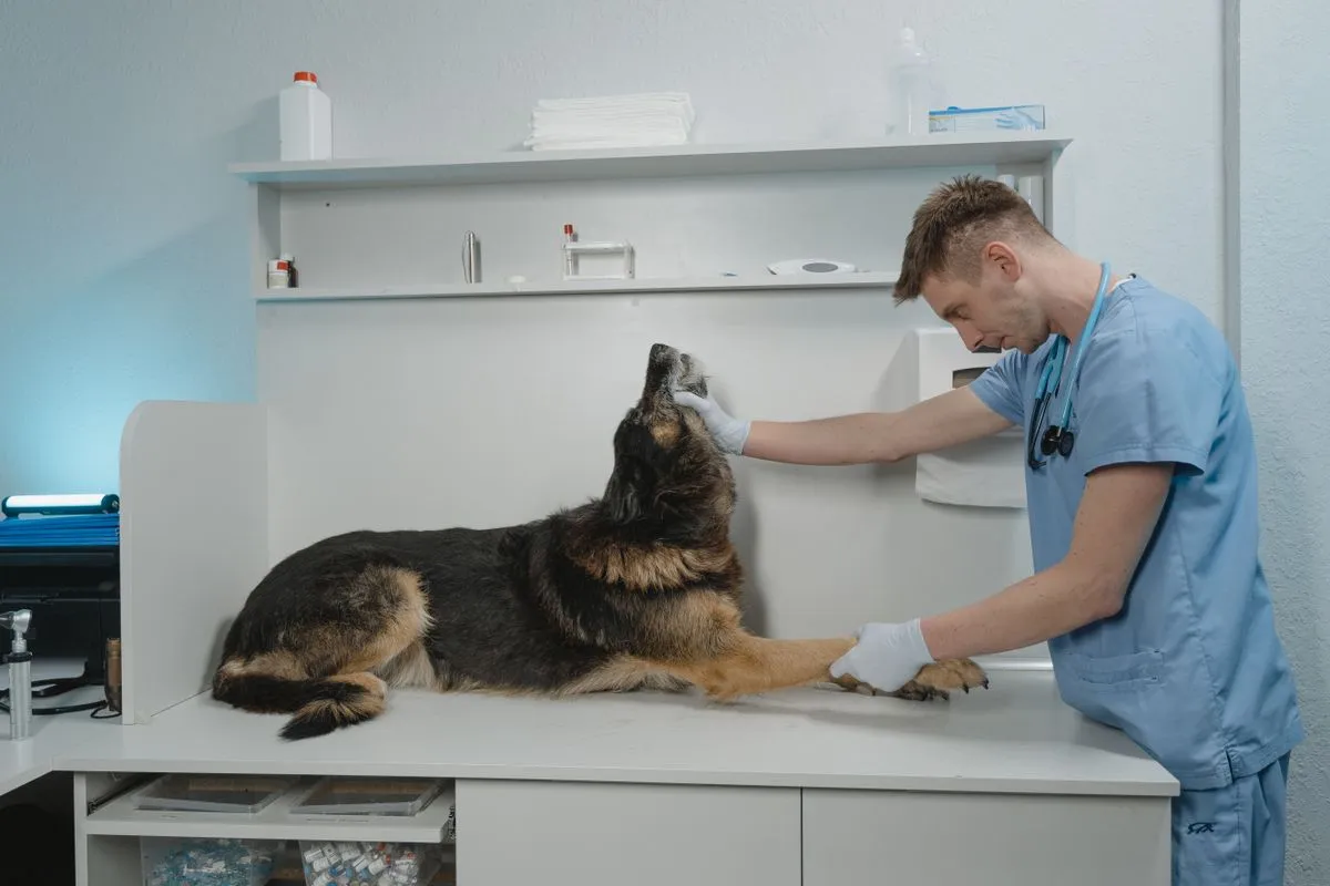Veterinario revisando a un perro ovejero sobre la camilla