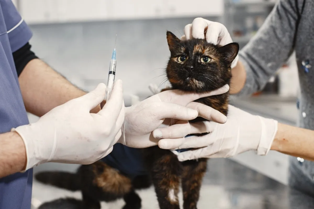Gato recibiendo una vacuna en la veterinaria