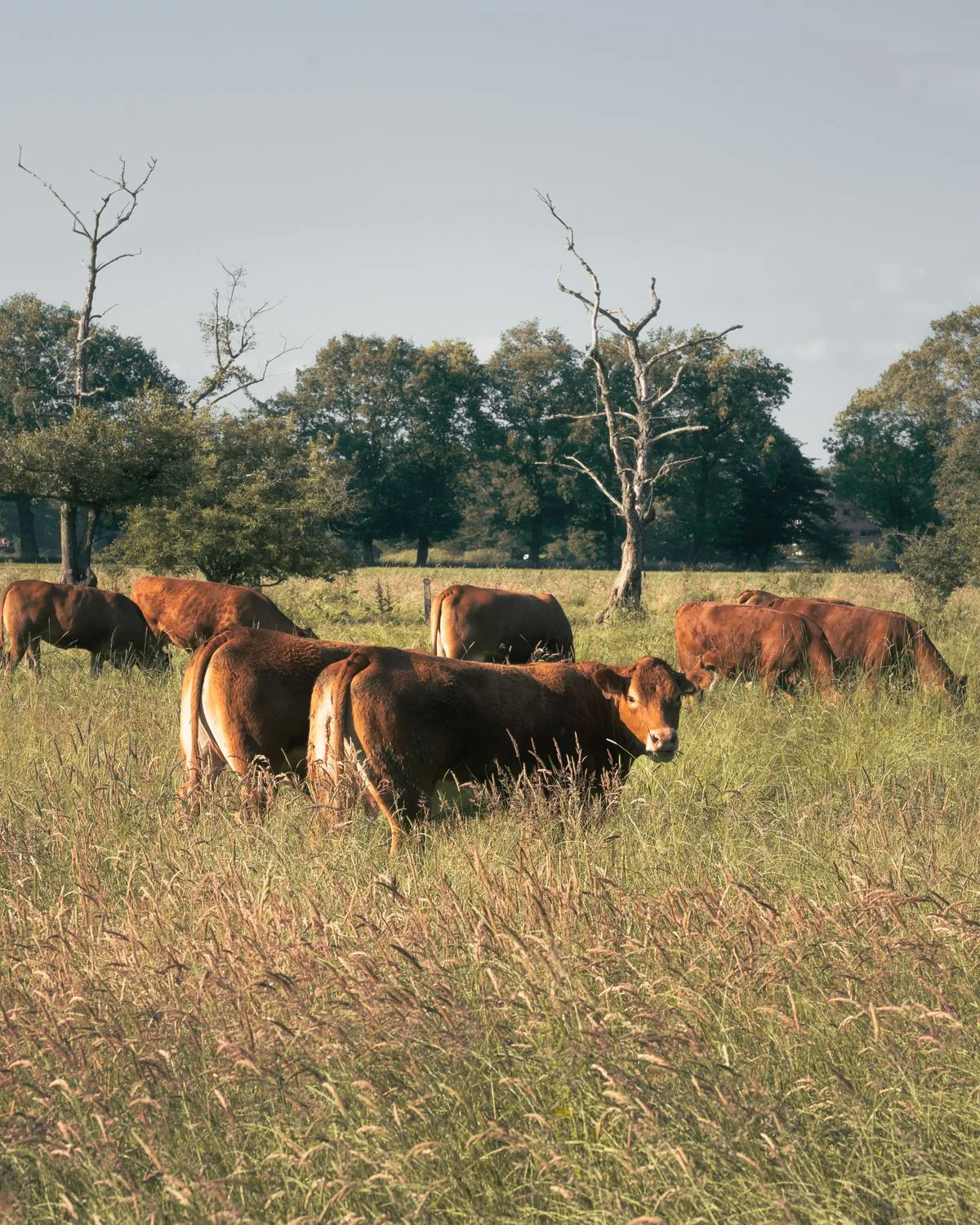 Vacas pastando en el campo